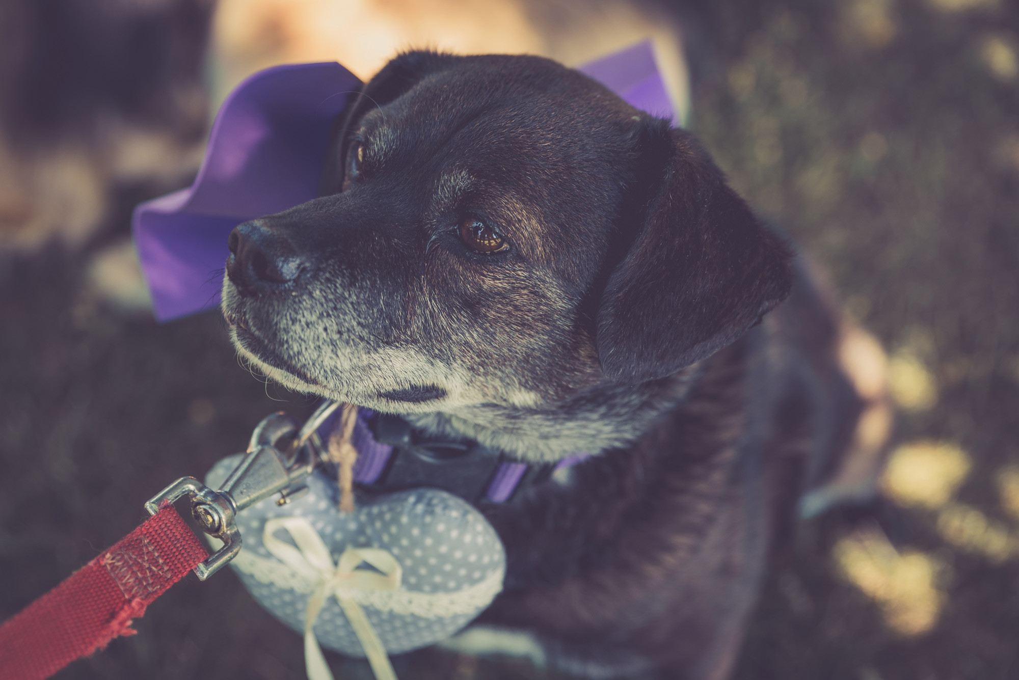 fotografos de boda, wedding photography, vintage wedding