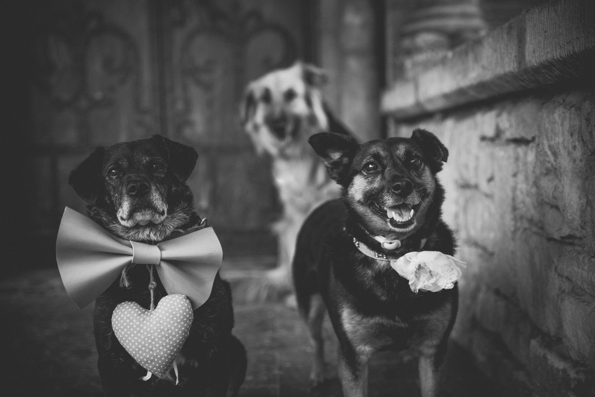 fotografos de boda, wedding photography, vintage wedding