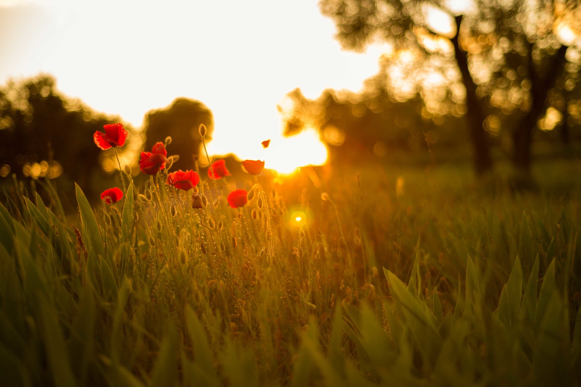 fotografos zaragoza_preboda_023